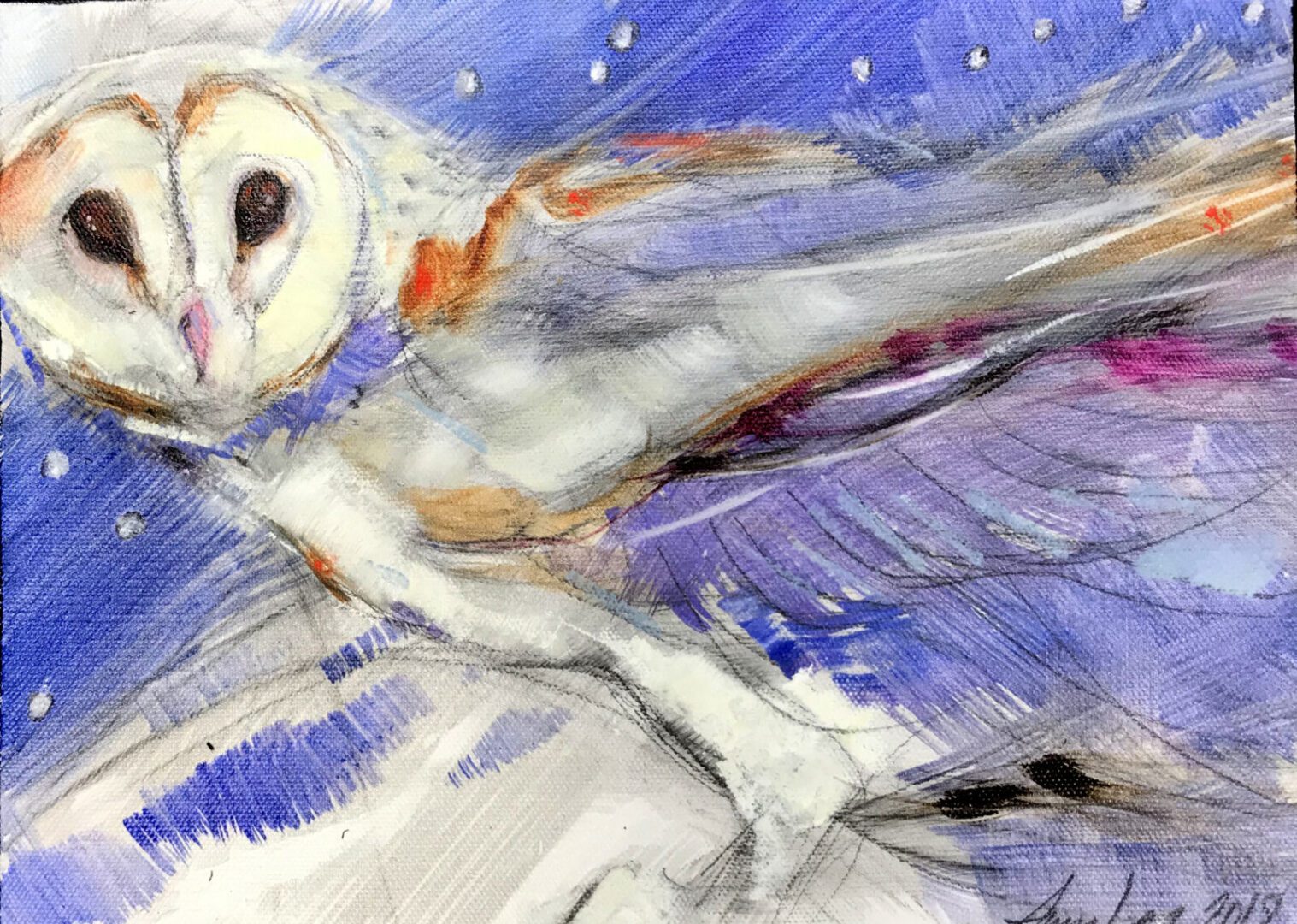 Barn owl in the snow.